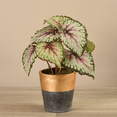 Greenery-Potted Begonia-Bloomr