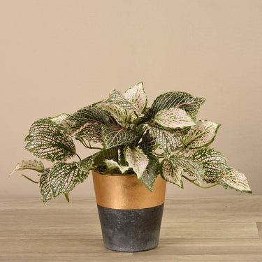 Greenery-Potted Fittonia-Bloomr