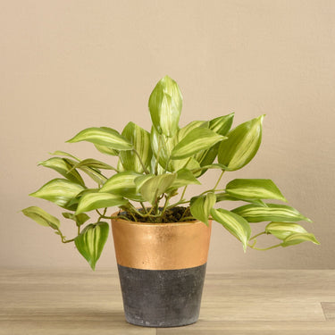 Greenery-Potted Vanilla Leaf Plant-Bloomr