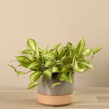 Greenery-Potted Vanilla Plant-Bloomr