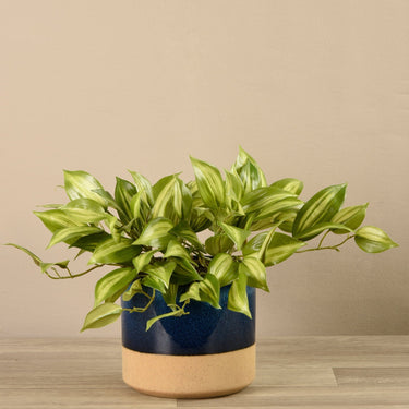 Greenery-Potted Vanilla Plant-Bloomr