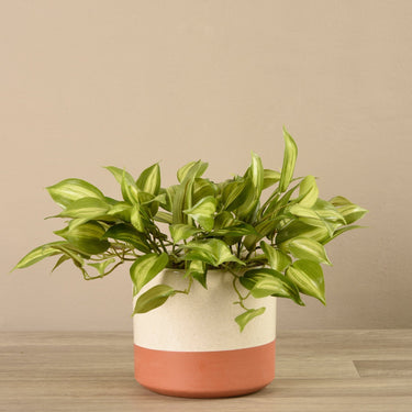 Greenery-Artificial Potted Vanilla Plant-Bloomr