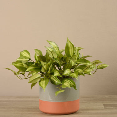 Greenery-Artificial Potted Vanilla Leaf Plant-Bloomr