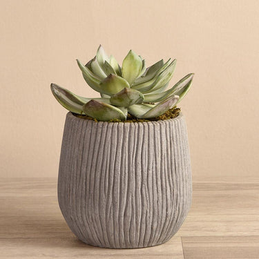 Greenery-Artificial Dudleya Succulent-Bloomr