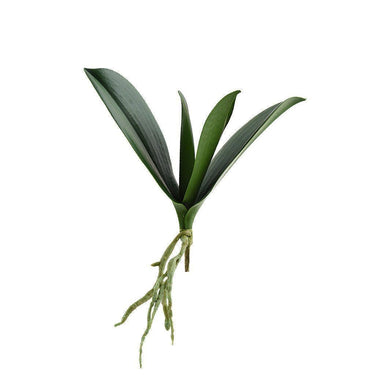Greenery-Orchid Leaf-Bloomr