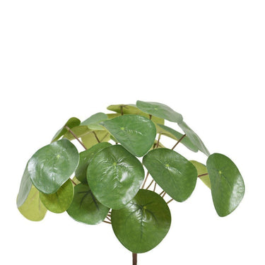 Greenery-Pancake Bush-Bloomr