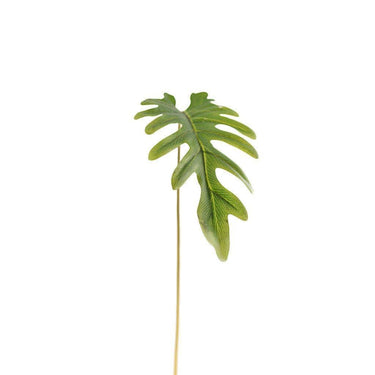Greenery-Philodendron Large-Bloomr