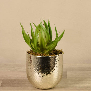 Greenery-Potted Aloe-Bloomr