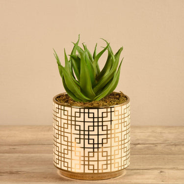 Greenery-Potted Aloe-Bloomr