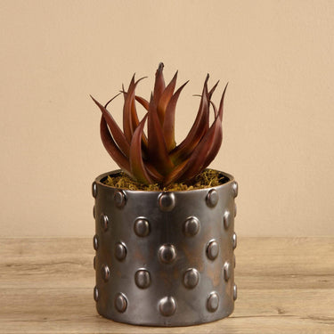 Greenery-Potted Aloe-Bloomr
