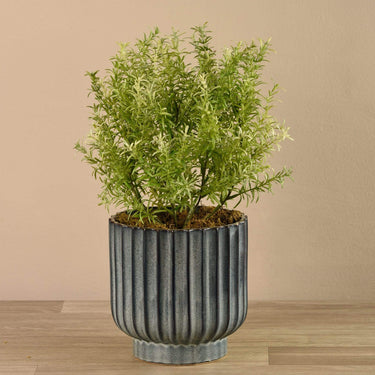 Greenery-Potted Asparagus-Bloomr