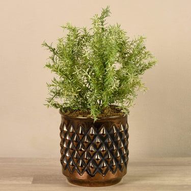Greenery-Potted Asparagus-Bloomr