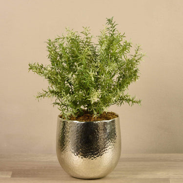 Greenery-Potted Asparagus-Bloomr