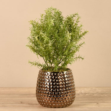 Greenery-Potted Asparagus-Bloomr