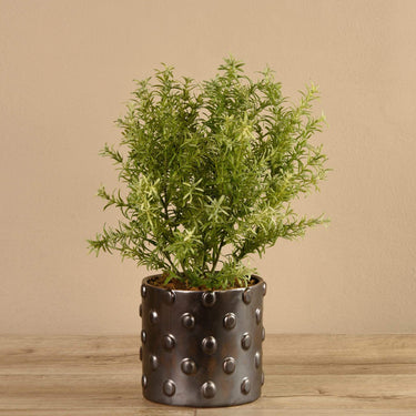 Greenery-Potted Asparagus-Bloomr