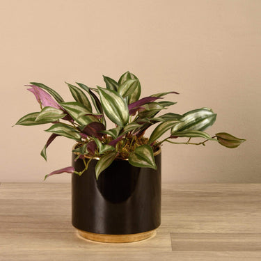Greenery-Artificial Potted Dark Vanilla Leaf-Bloomr