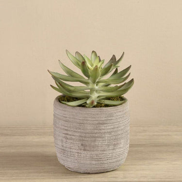 Greenery-Potted Echeveria Succulent-Bloomr