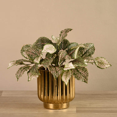 Greenery-Artificial Potted Fittonia-Bloomr