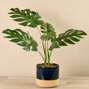 Greenery-Potted Monstera Plant-Bloomr