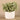 Greenery-Artificial Potted Silver Falls-Bloomr