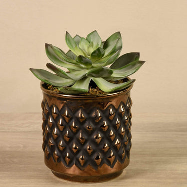 Greenery-Potted Succulent-Bloomr