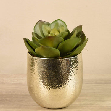 Greenery-Potted Succulent-Bloomr