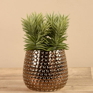 Greenery-Potted Succulent-Bloomr