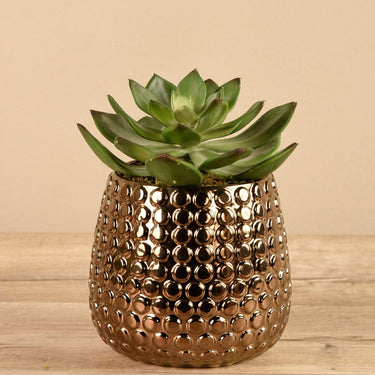 Greenery-Potted Succulent-Bloomr