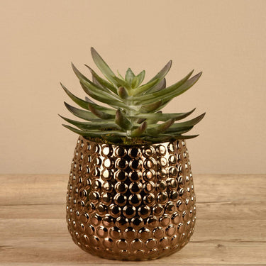 Greenery-Potted Succulent-Bloomr