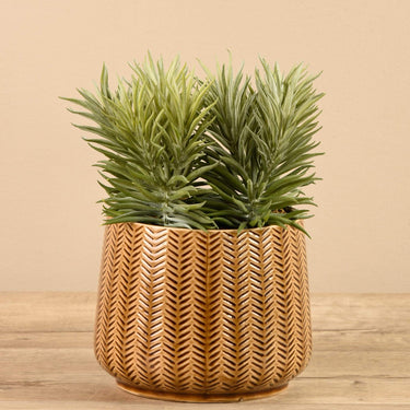 Greenery-Potted Succulent-Bloomr