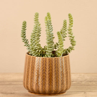 Greenery-Potted Succulent-Bloomr