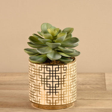 Greenery-Potted Succulent-Bloomr