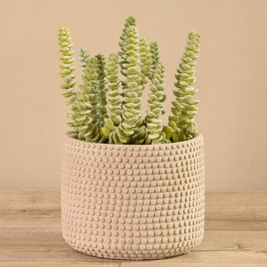 Greenery-Potted Succulent-Bloomr