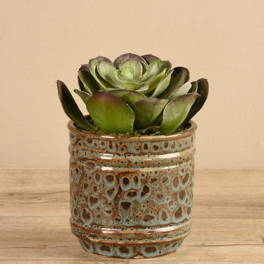 Greenery-Potted Succulent (Discontinued)-Bloomr