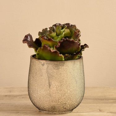 Greenery-Potted Succulent-Bloomr