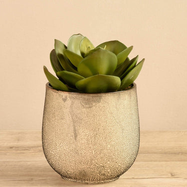 Greenery-Potted Succulent-Bloomr