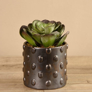 Greenery-Potted Succulent-Bloomr