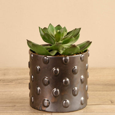 Greenery-Potted Succulent-Bloomr