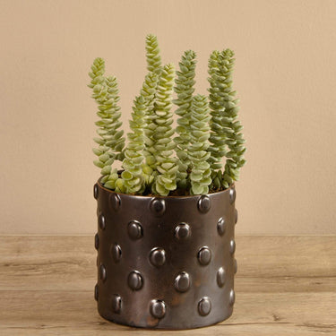 Greenery-Potted Succulent-Bloomr