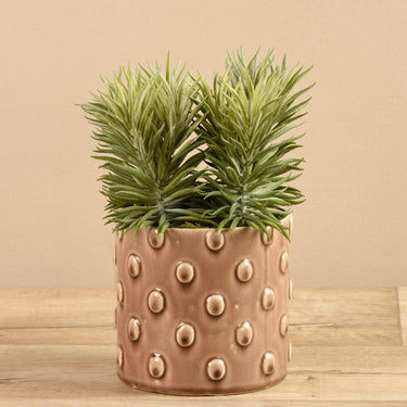 Greenery-Potted Succulent (Discontinued)-Bloomr