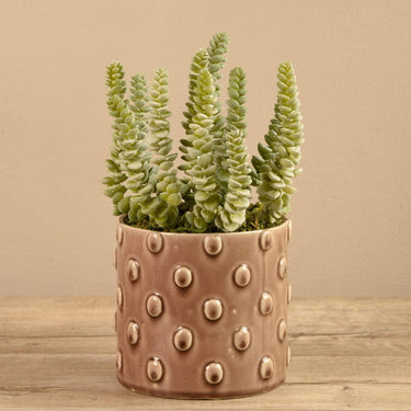 Greenery-Potted Succulent (Discontinued)-Bloomr