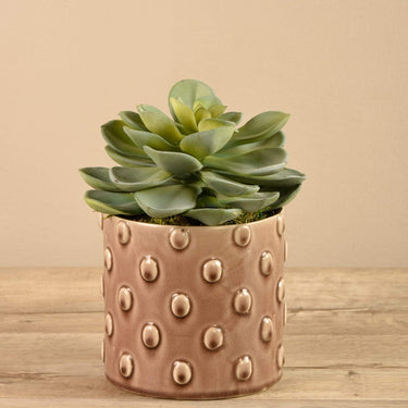 Greenery-Potted Succulent (Discontinued)-Bloomr