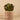 Greenery-Potted Succulent (Discontinued)-Bloomr