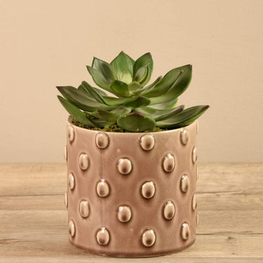 Greenery-Potted Succulent (Discontinued)-Bloomr