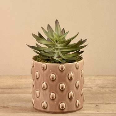 Greenery-Potted Succulent (Discontinued)-Bloomr