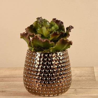 Greenery-Potted Succulent-Bloomr