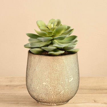 Greenery-Potted Succulent-Bloomr