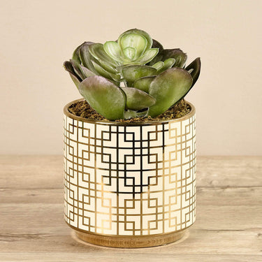 Greenery-Potted Succulent-Bloomr