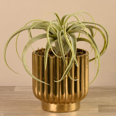 Greenery-Artificial Potted Tillandsia-Bloomr