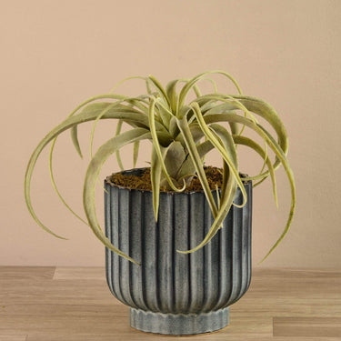 Greenery-Potted Tillandsia-Bloomr